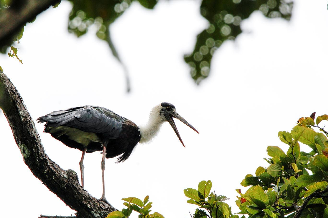 Yok Don National Park Birding Tour 3 Days